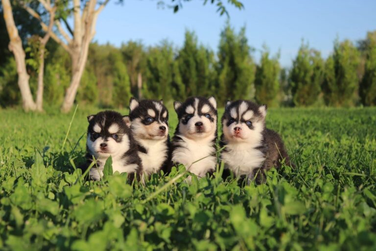 Chiot Pomsky disponible à l'adoption dans notre élevage familial en Provence