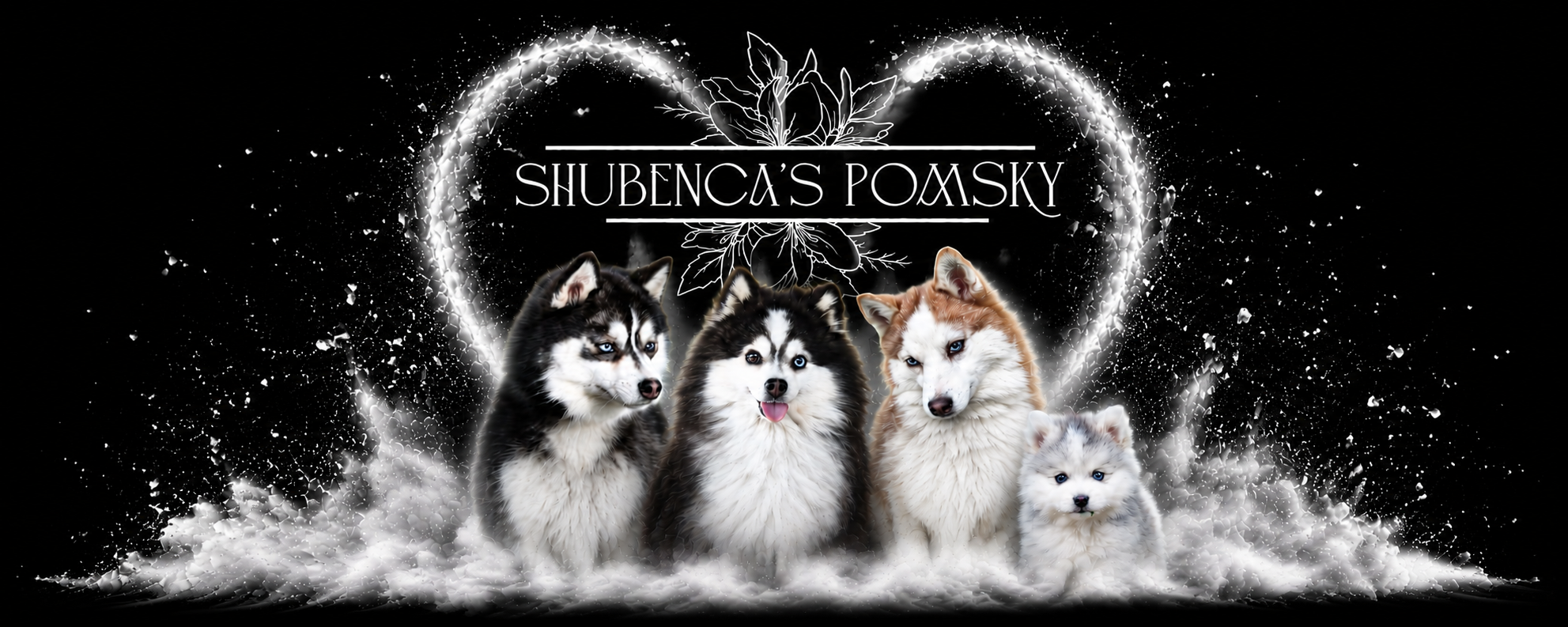Pomsky mini et Pomsky toy disponibles en France, issus de notre élevage familial dans le Vaucluse