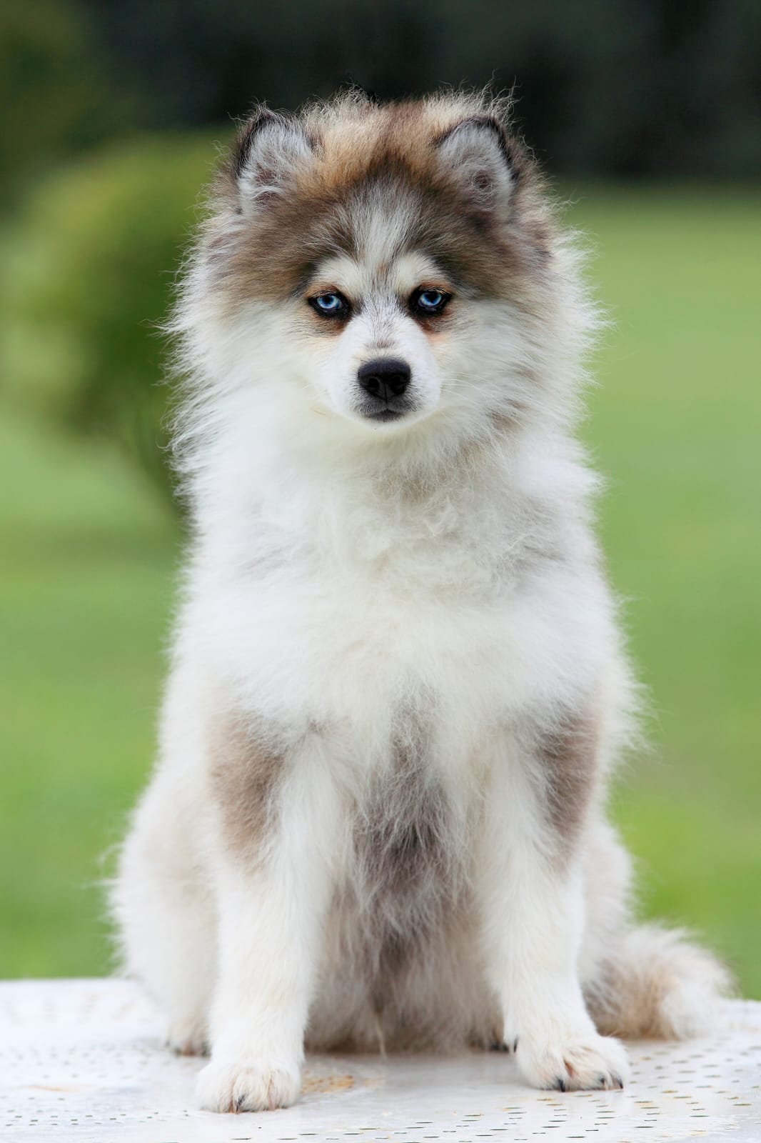 Chiots Pomsky mini et Pomsky toy disponibles en Provence, sélectionnés pour leur santé et leur tempérament