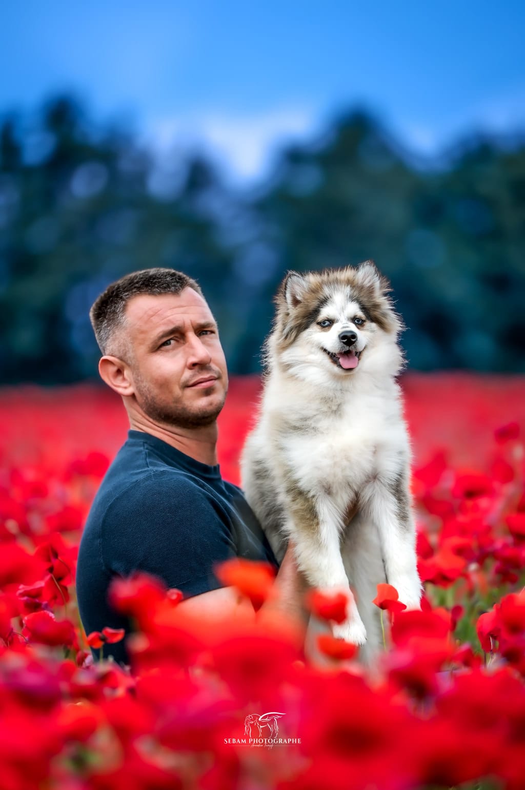 Shubenca's Pomsky, élevage de chiots Pomsky situé en PACA dans le Vaucluse