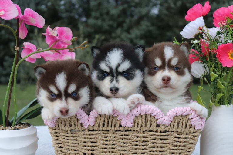 Achat de chiot Pomsky auprès d'un élevage familial situé en PACA