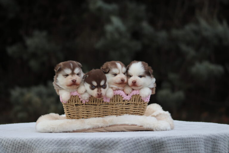Vente de chiots Pomsky élevés en famille dans le Vaucluse par Shubenca's Pomsky