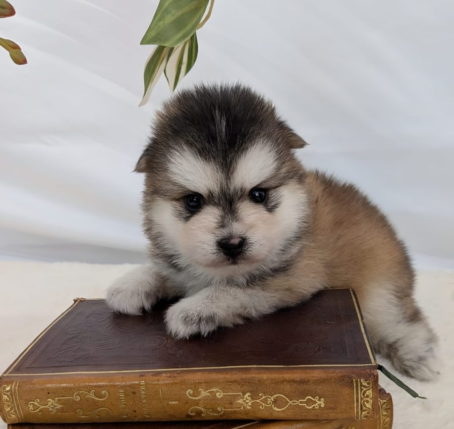 Portrait de Brownie, chiot Pomsky mâle gris loup fawn au pelage fluffy