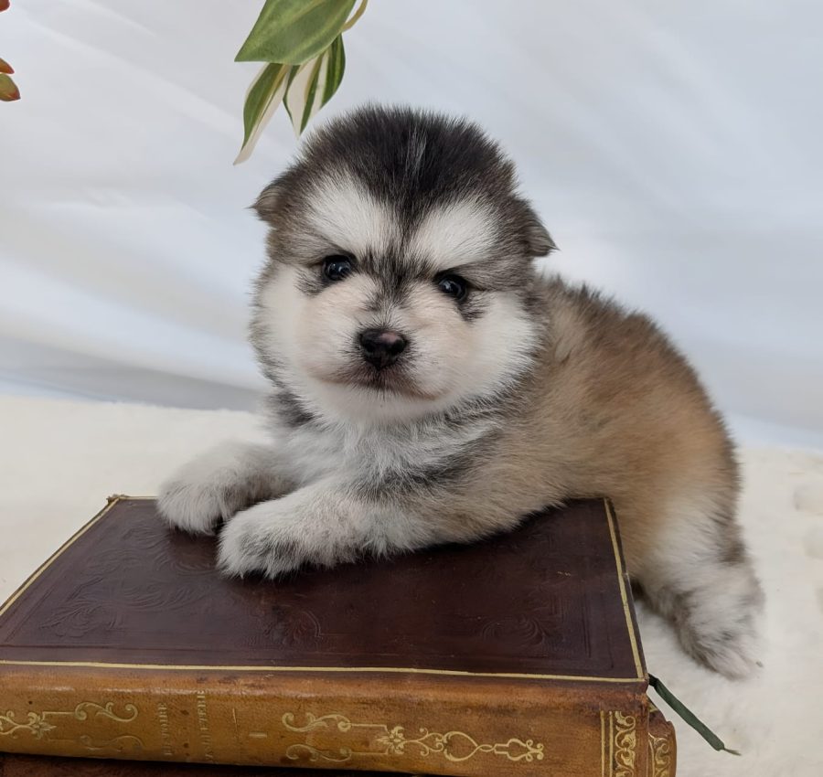 Brownie, chiot Pomsky mâle gris loup fawn aux yeux marron de l'élevage Shubenca's Pomsky