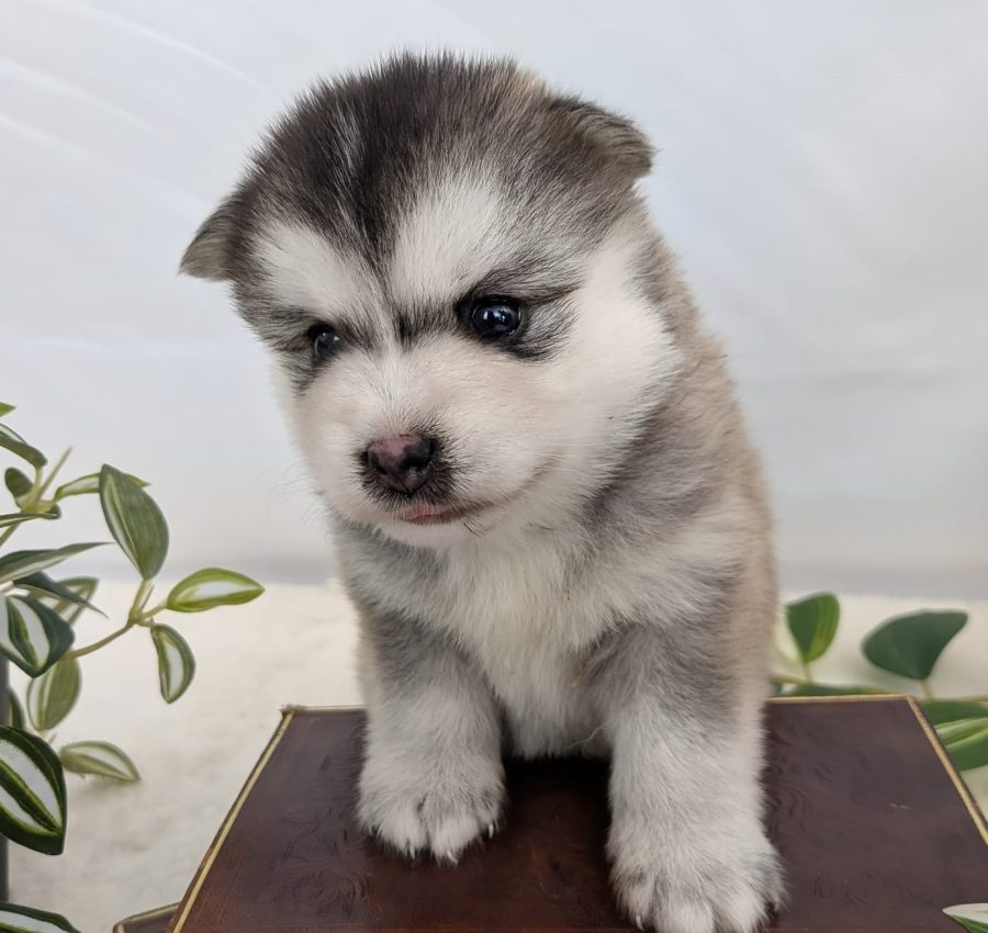 Biscotte, chiot Pomsky femelle gris loup fawn aux yeux marron de l'élevage Shubenca's Pomsky