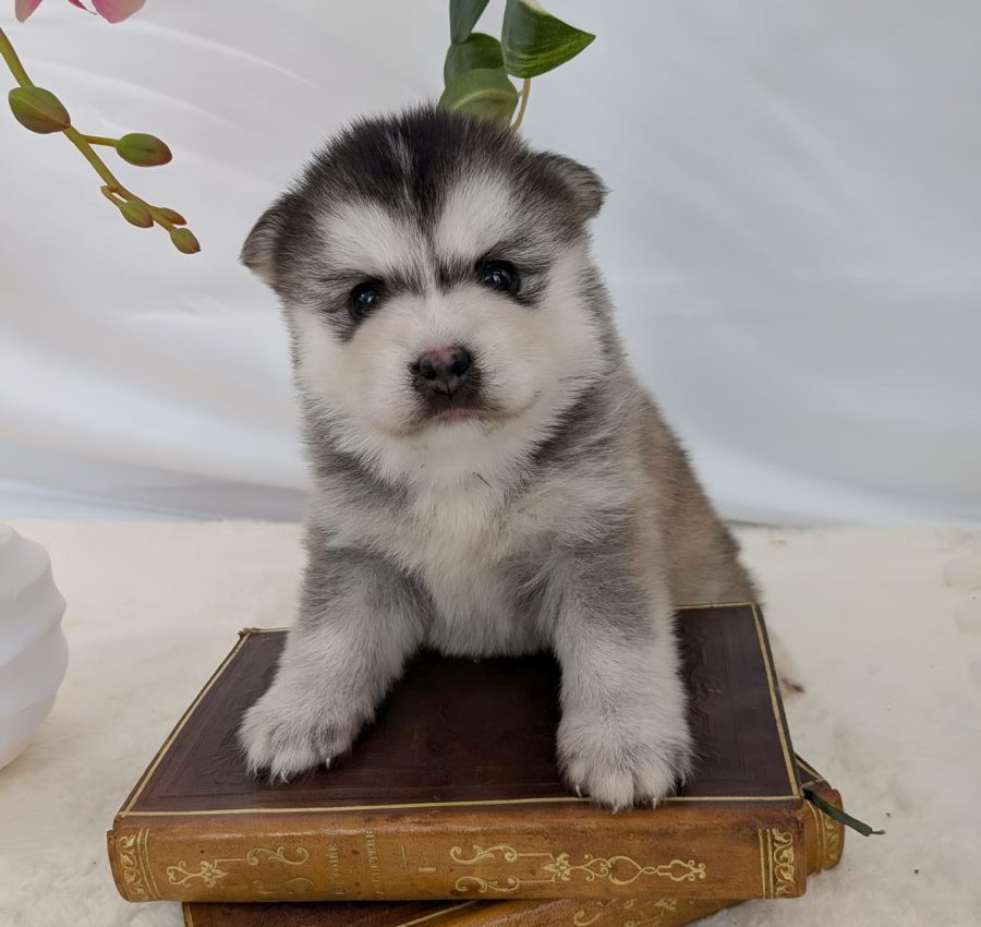 Portrait de Biscotte, chiot Pomsky femelle gris loup fawn au regard expressif