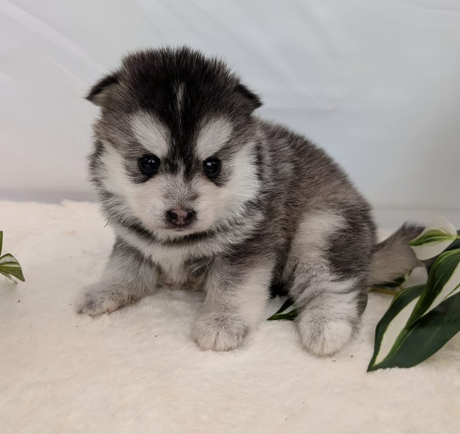 Bubble, chiot Pomsky femelle gris loup aux yeux marron de l'élevage Shubenca's Pomsky