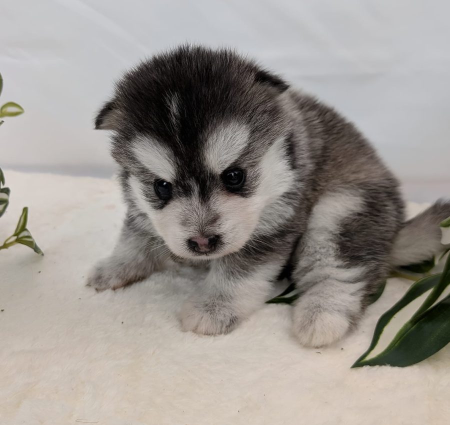 Portrait de Bubble, chiot Pomsky femelle gris loup au pelage fluffy