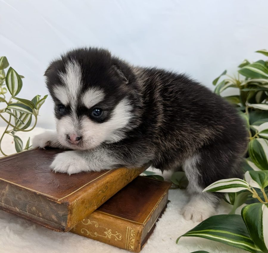 Biscuit, chiot Pomsky femelle noire fleur de lys aux yeux marron de l'élevage Shubenca's Pomsky