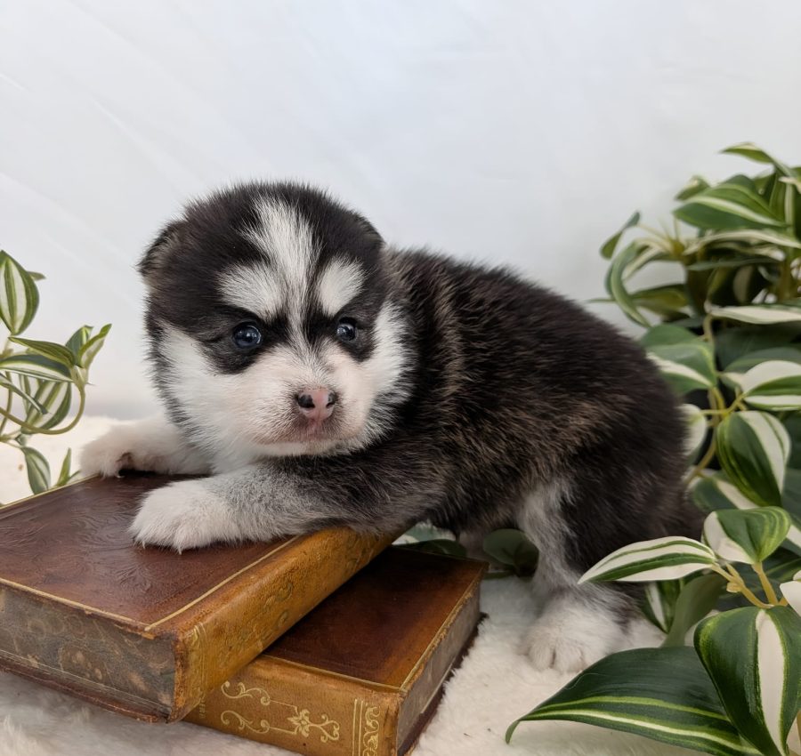 Portrait de Biscuit, chiot Pomsky femelle noire fleur de lys au gabarit toy