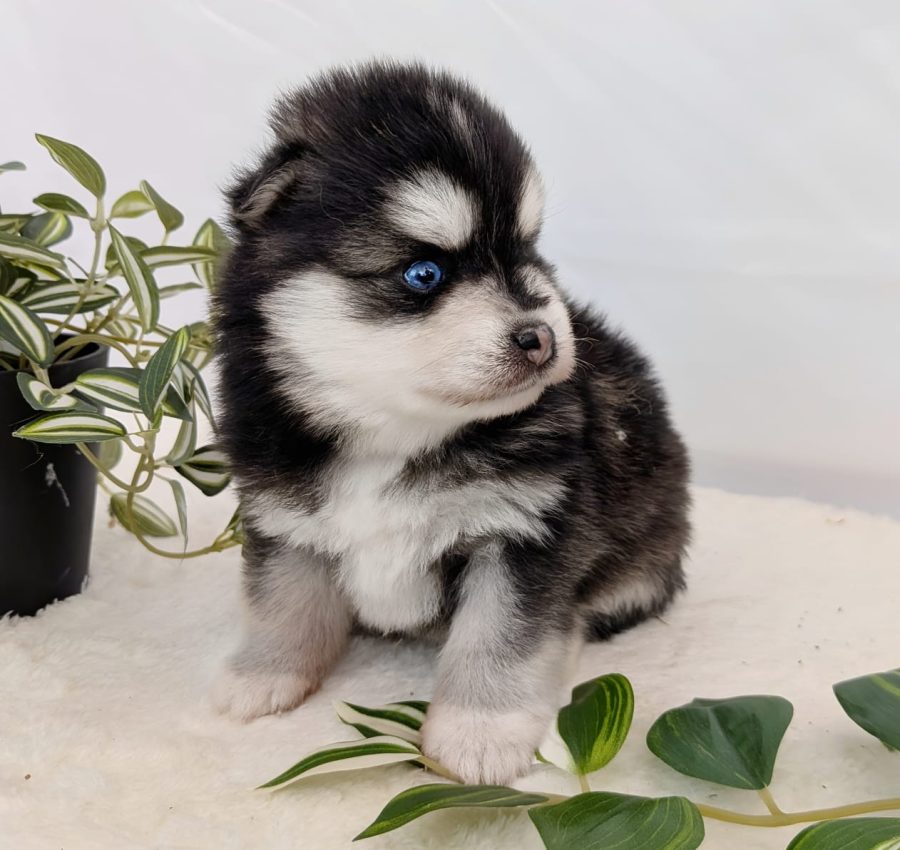Bounty, chiot Pomsky femelle noir et blanc aux yeux vairons de l'élevage Shubenca's Pomsky
