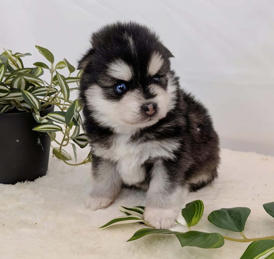 Portrait de Bounty, chiot Pomsky femelle noir et blanc aux yeux bleus et marron