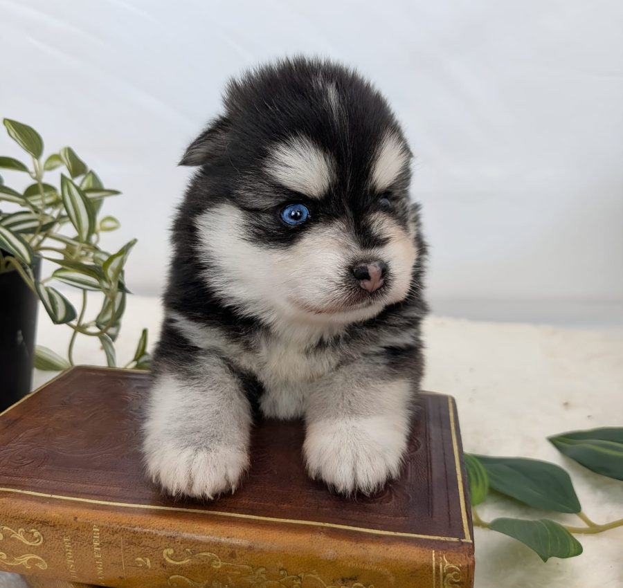 Bounty, adorable chiot Pomsky femelle disponible, robe noir et blanc et magnifiques yeux vairons