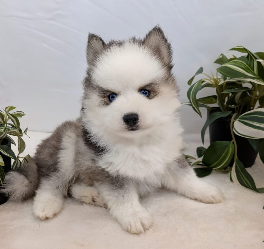 Banquise, chiot Pomsky femelle pinto aux yeux particolores, disponible chez Shubenca's Pomsky