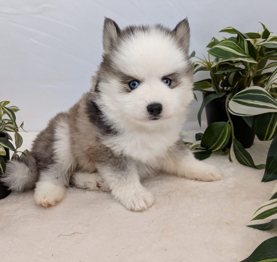 Portrait de Banquise, chiot Pomsky femelle au pelage pinto, élevée par Shubenca's Pomsky