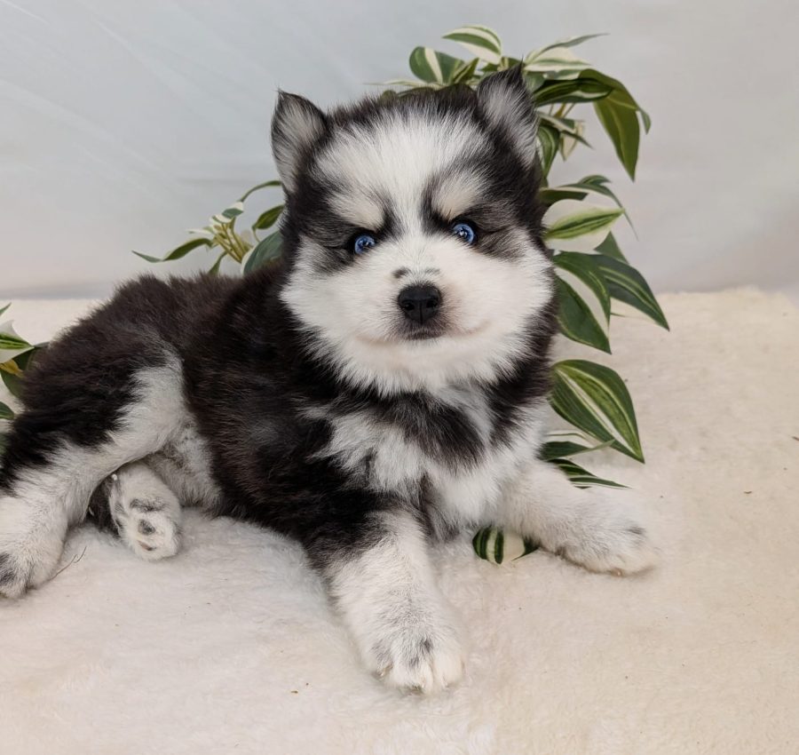 Boréale, chiot Pomsky femelle noir et blanc aux yeux bleus, disponible chez Shubenca's Pomsky