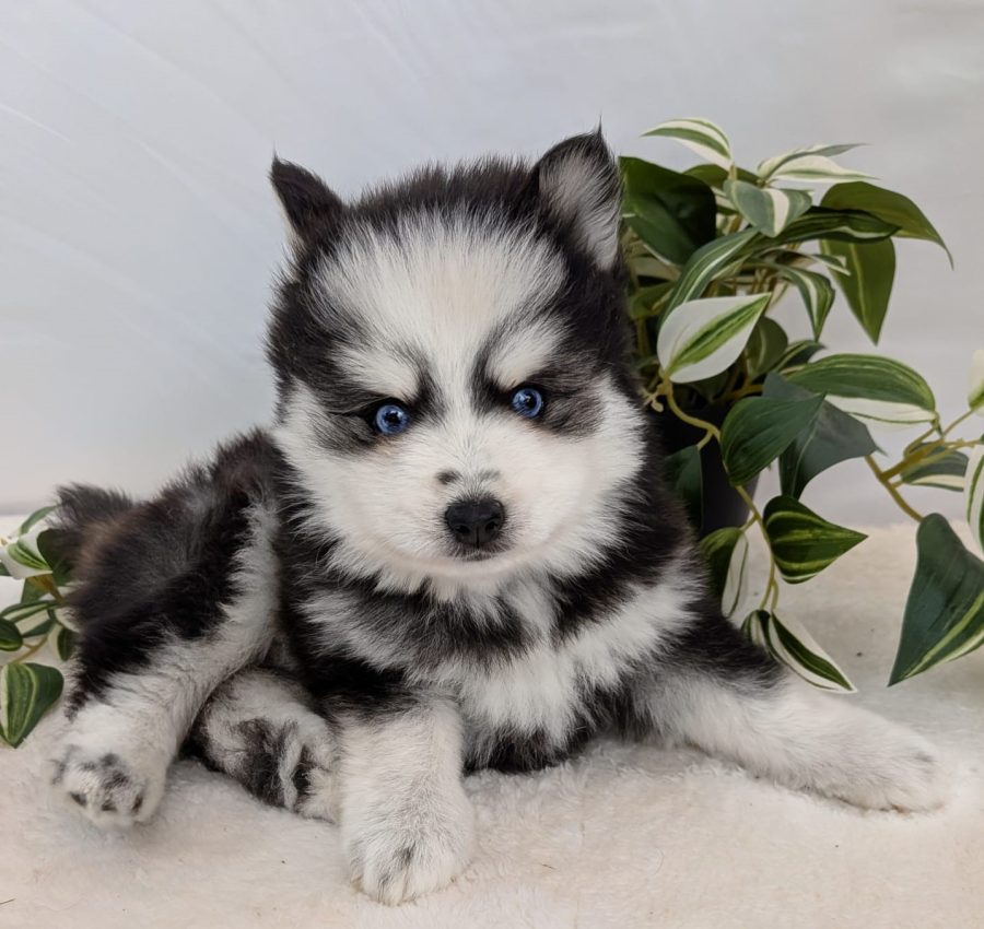 Boréale, chiot Pomsky disponible femelle fluffy