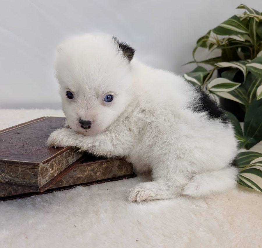 Portrait de Bali, chiot Pomsky femelle à la robe pinto, élevée par Shubenca's Pomsky