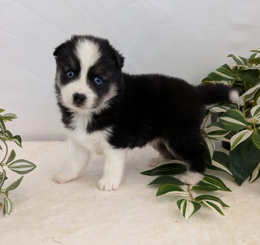 Bilbao, chiot Pomsky femelle mostly black aux yeux bleus, disponible chez Shubenca's Pomsky
