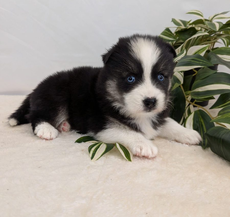 Portrait de Bilbao, chiot Pomsky femelle aux yeux bleus, élevée par Shubenca's Pomsky