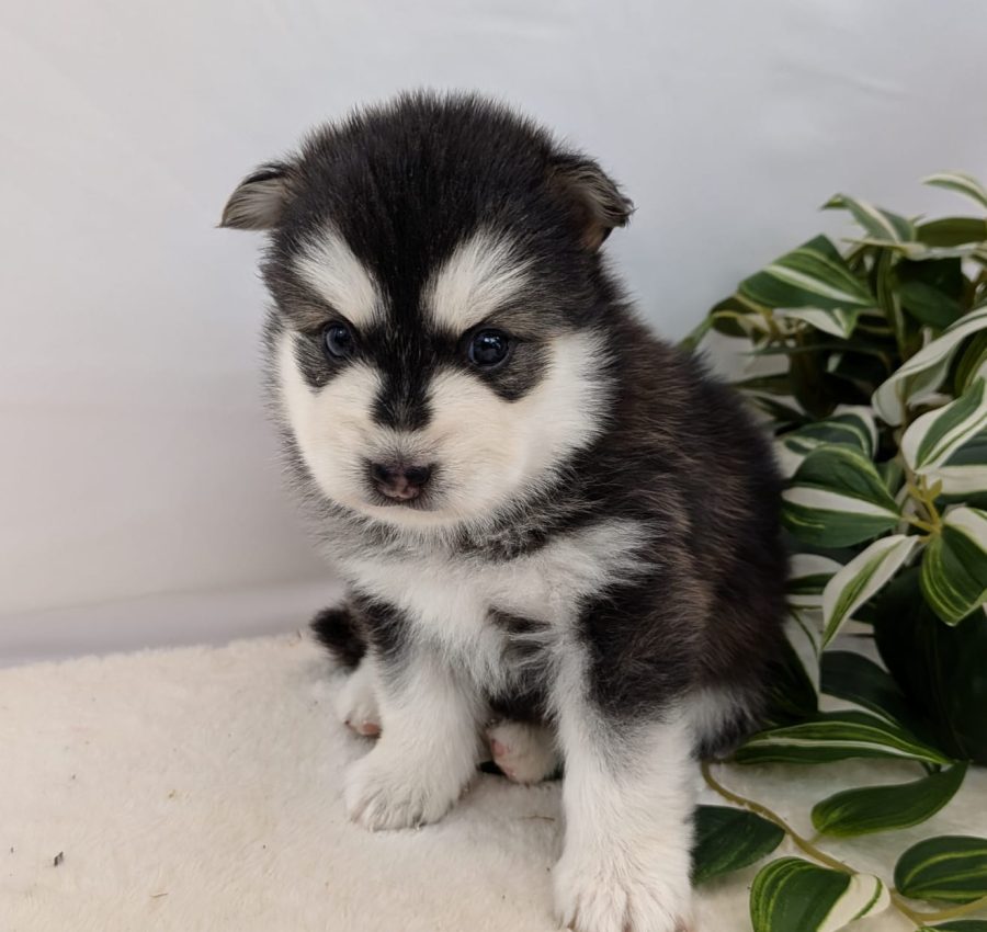Boston, chiot Pomsky mâle noir et blanc aux yeux particolores, disponible chez Shubenca's Pomsky