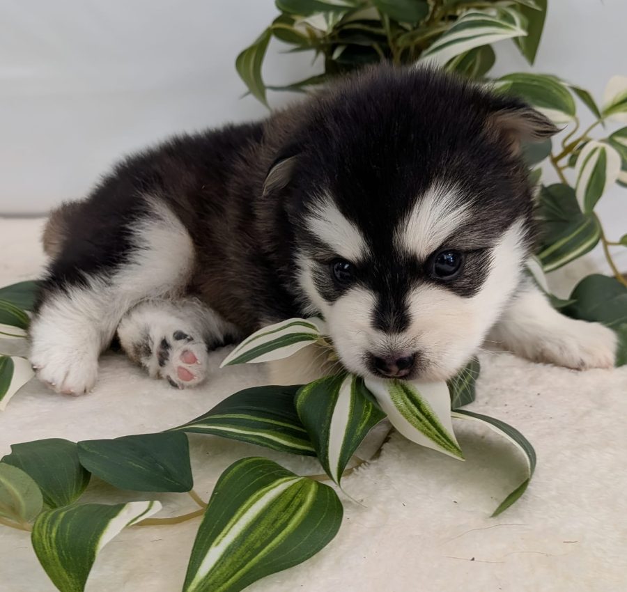 Portrait de Boston, chiot Pomsky mâle au regard expressif, élevé par Shubenca's Pomsky