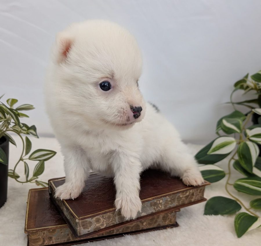 Bali, chiot Pomsky femelle pinto aux yeux vairons, disponible chez Shubenca's Pomsky