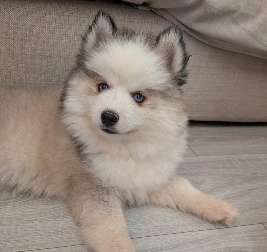 Chiots Pomsky disponibles
